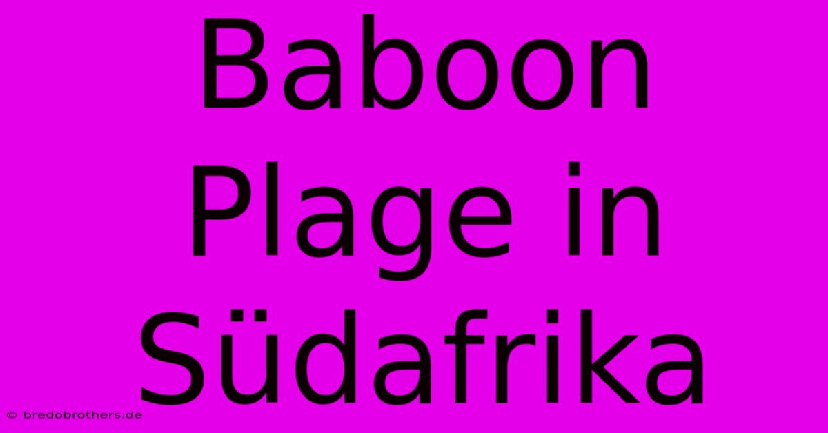 Baboon Plage In Südafrika