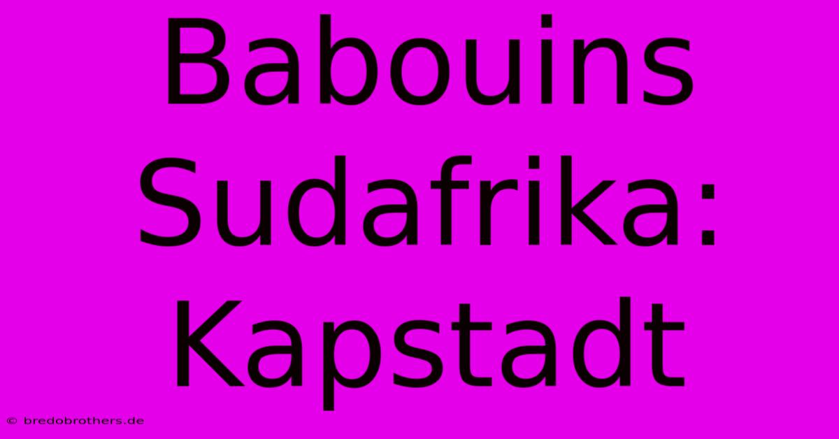 Babouins Sudafrika:  Kapstadt