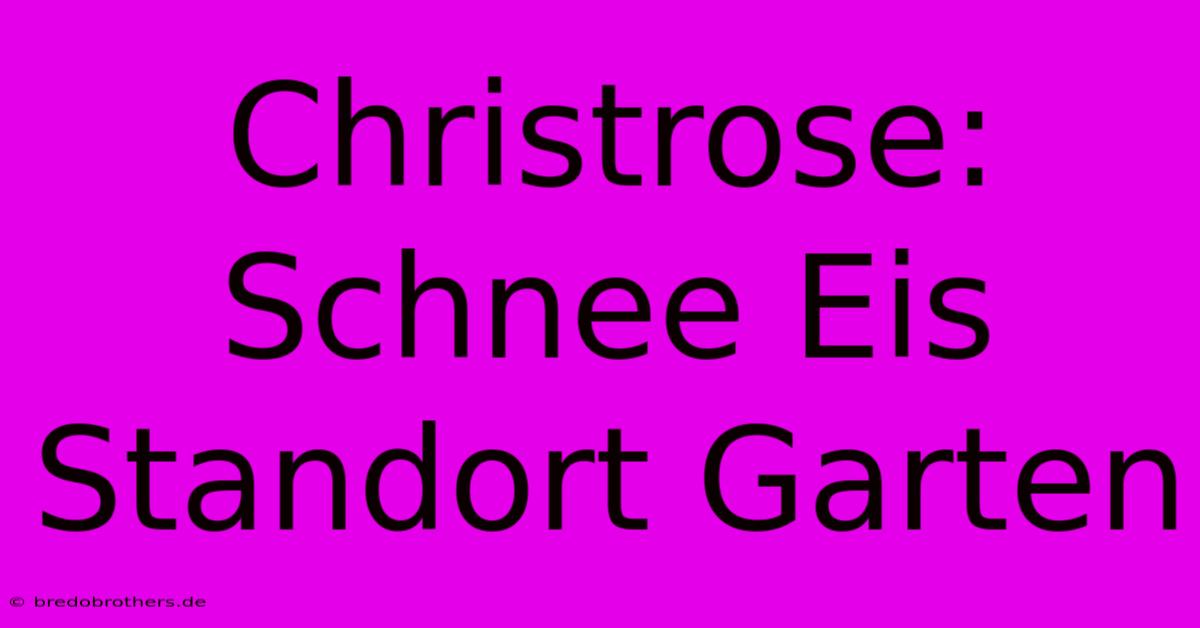 Christrose: Schnee Eis Standort Garten