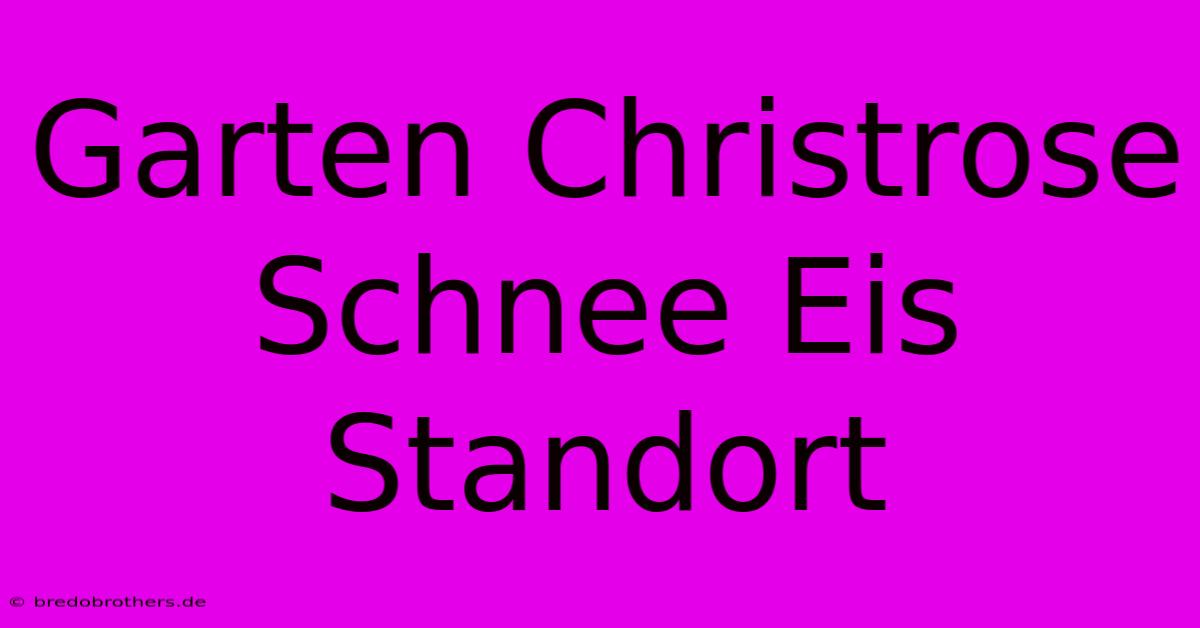 Garten Christrose Schnee Eis Standort