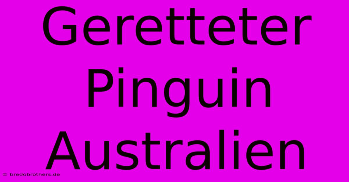 Geretteter Pinguin Australien