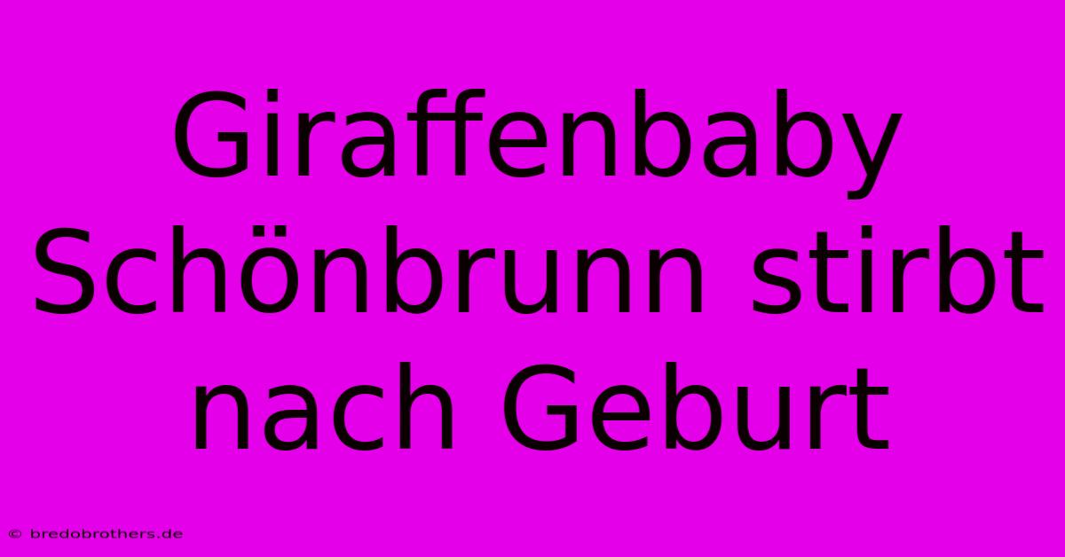 Giraffenbaby Schönbrunn Stirbt Nach Geburt