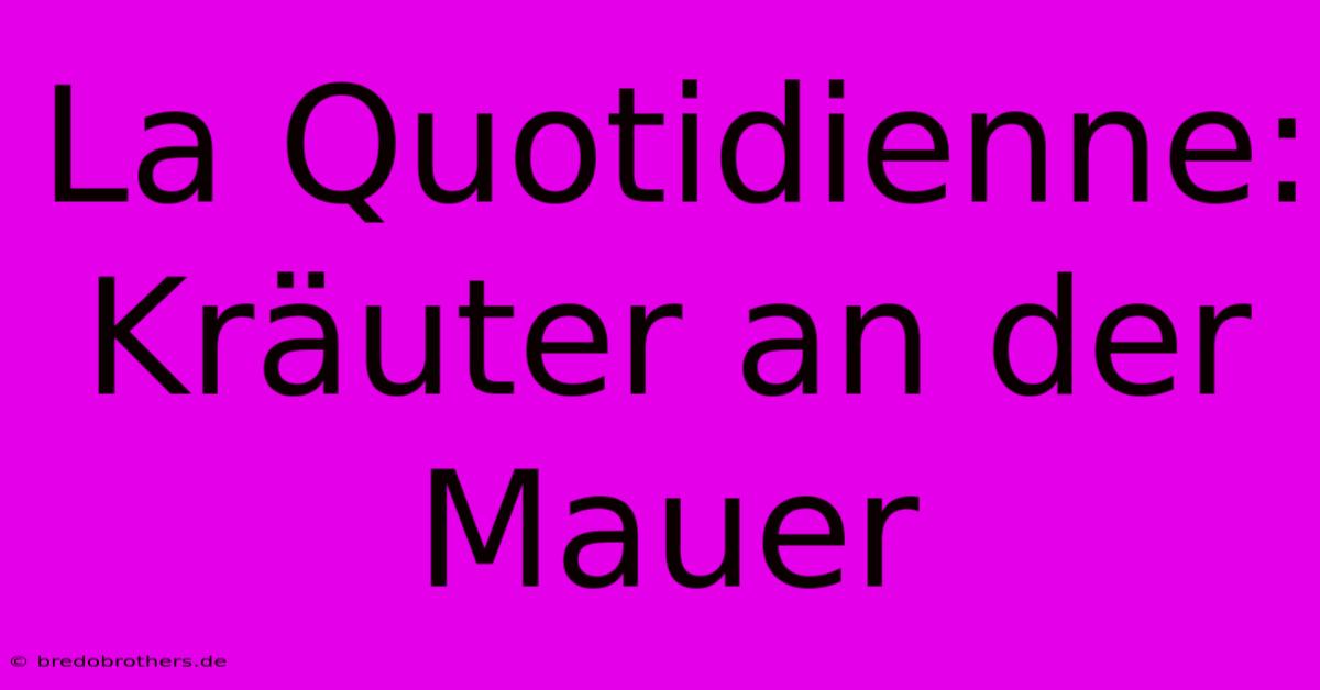 La Quotidienne: Kräuter An Der Mauer