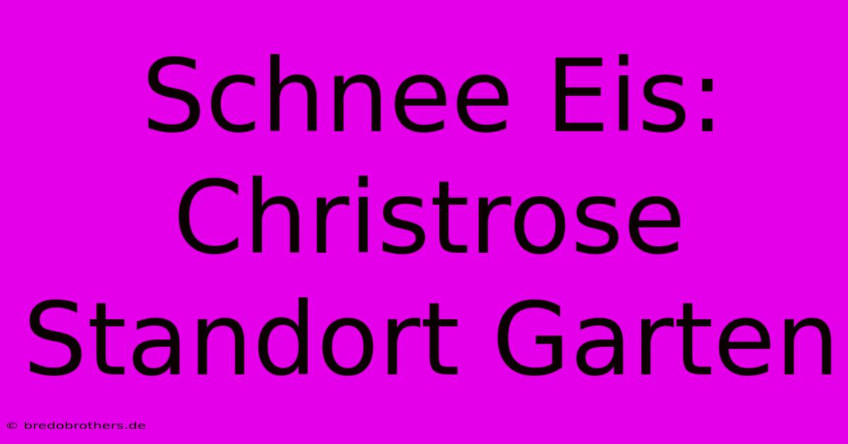 Schnee Eis: Christrose Standort Garten