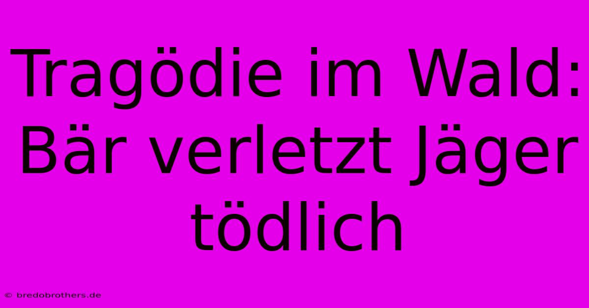 Tragödie Im Wald: Bär Verletzt Jäger Tödlich
