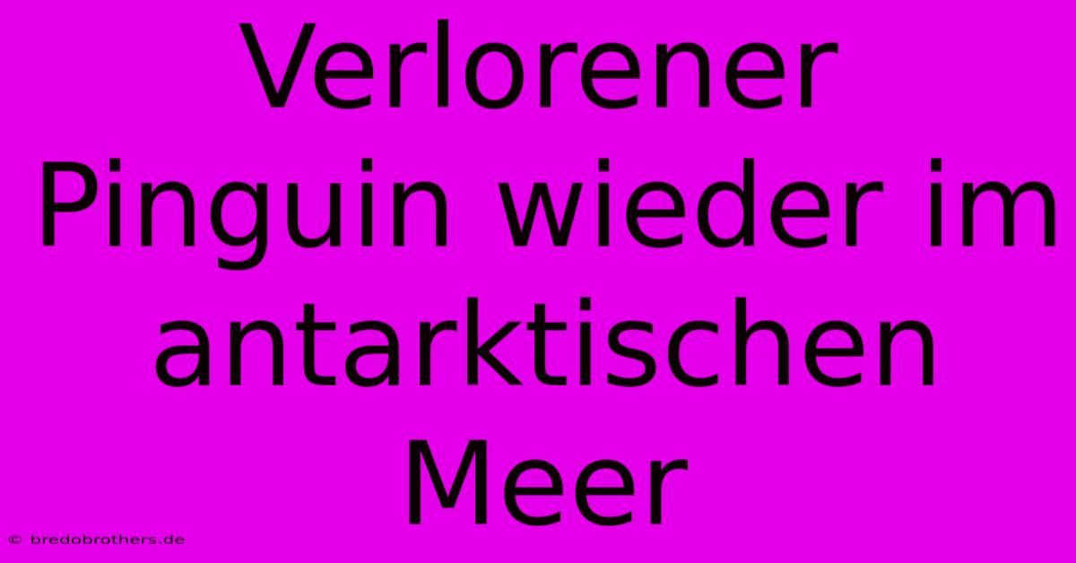 Verlorener Pinguin Wieder Im Antarktischen Meer