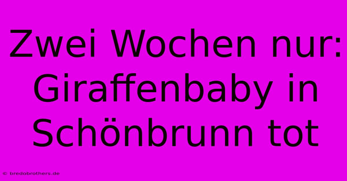 Zwei Wochen Nur: Giraffenbaby In Schönbrunn Tot